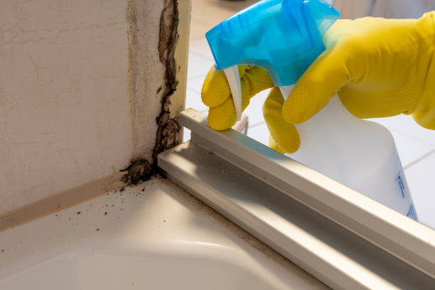 Best Basement Mold Remediation in Broadview, IL