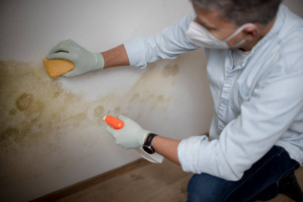 Best Attic Mold Remediation in Broadview, IL