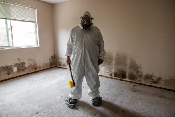 Best Crawl Space Mold Remediation in Broadview, IL