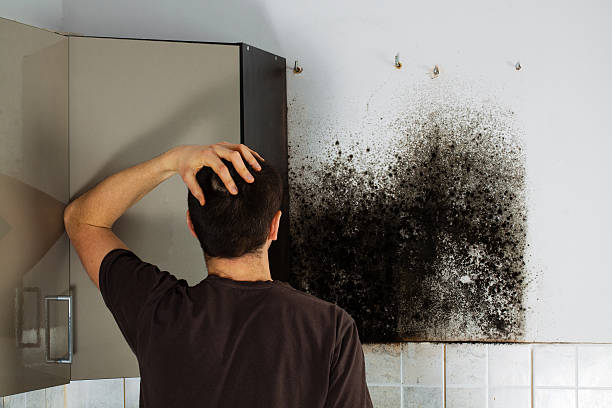 Best Residential Mold Remediation in Broadview, IL